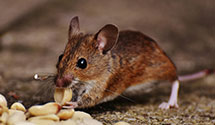 24 Hour & Emergency Exterminators in North Marlton, NJ